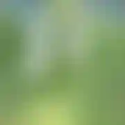 Andkatow