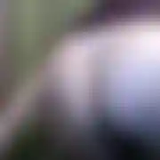 Ninka2