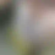 WiliBrylant