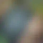 Bonzi86