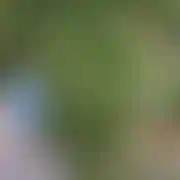 Hedonsarsa