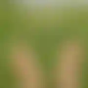 Nephew