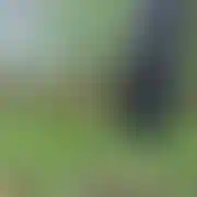 Elchaser