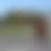 Yogi124