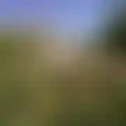 Tarchoakt