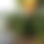 Aniol6969