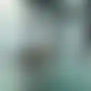 Kuba12696912