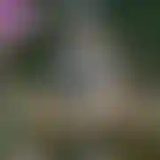 MrXTC