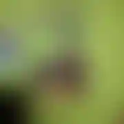 Lucek0990