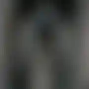 Vasikus