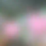 ZygmuntChajzer1 - paar (mann 35 Jahre, frau 35 Jahre), Opole