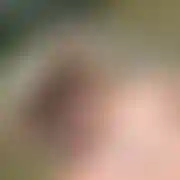 Latowy