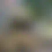 Dziki400