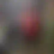 SosnPas