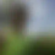 OLO666