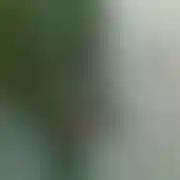 Normalnyfacet73