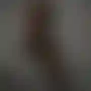 Bvbi