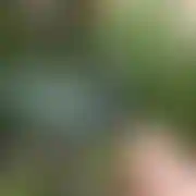 Flutek