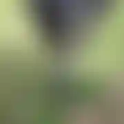 Matowy