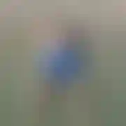 DajCycorka