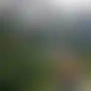 Gutek78