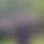 Antekboruta