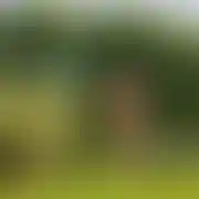 Fajnyzjednymjajkiem