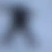 Tyggrrysek