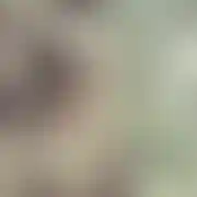 Goralnizinny