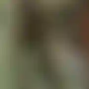 Hvcrs