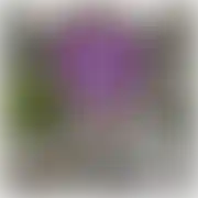 SoczysteBerlo