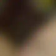OnJego12