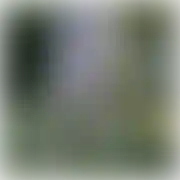 Szampan7