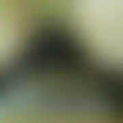 Loko787