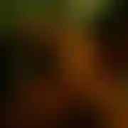 Bonzo89