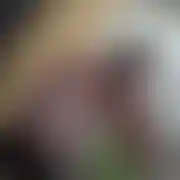 Papijok1