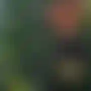 Hardcock13