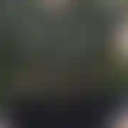 MilyPanokolice