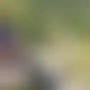 Tygrysek00