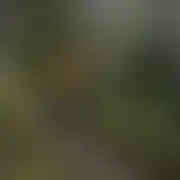 Uleglypoczatki
