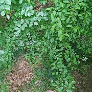 Pawelrusek - man, 36 years, Piła