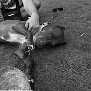 HaarDCandY - mann, 41 Jahre, Venlo