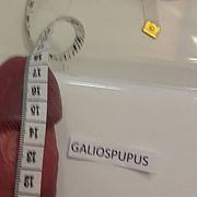 Galiospupus