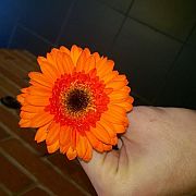 Bartek1215 - muž, 34 let, Mielno