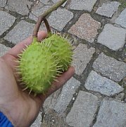 Brezniew129 - mężczyzna, 47 lat, Dzierżoniów