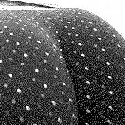 Westsilver - mężczyzna, 47 lat, Stargard