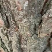 Adekone85 - чоловік, 40 років, Solingen