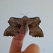 Strix - mężczyzna, 42 lat, Bytom