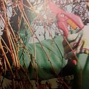 Kachna - žena, 65 let, Łódź