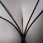 Emily646 - kobieta, 35 lat, Gliwice